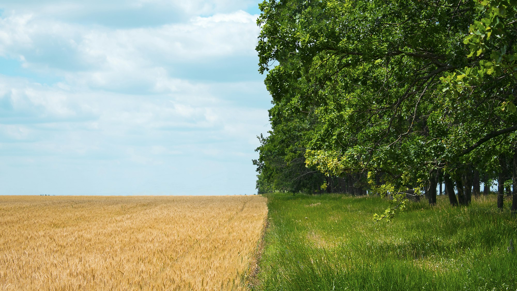 Regenerative Agriculture, Holistic Management, farming problem concept. Yellow field with a blue sky